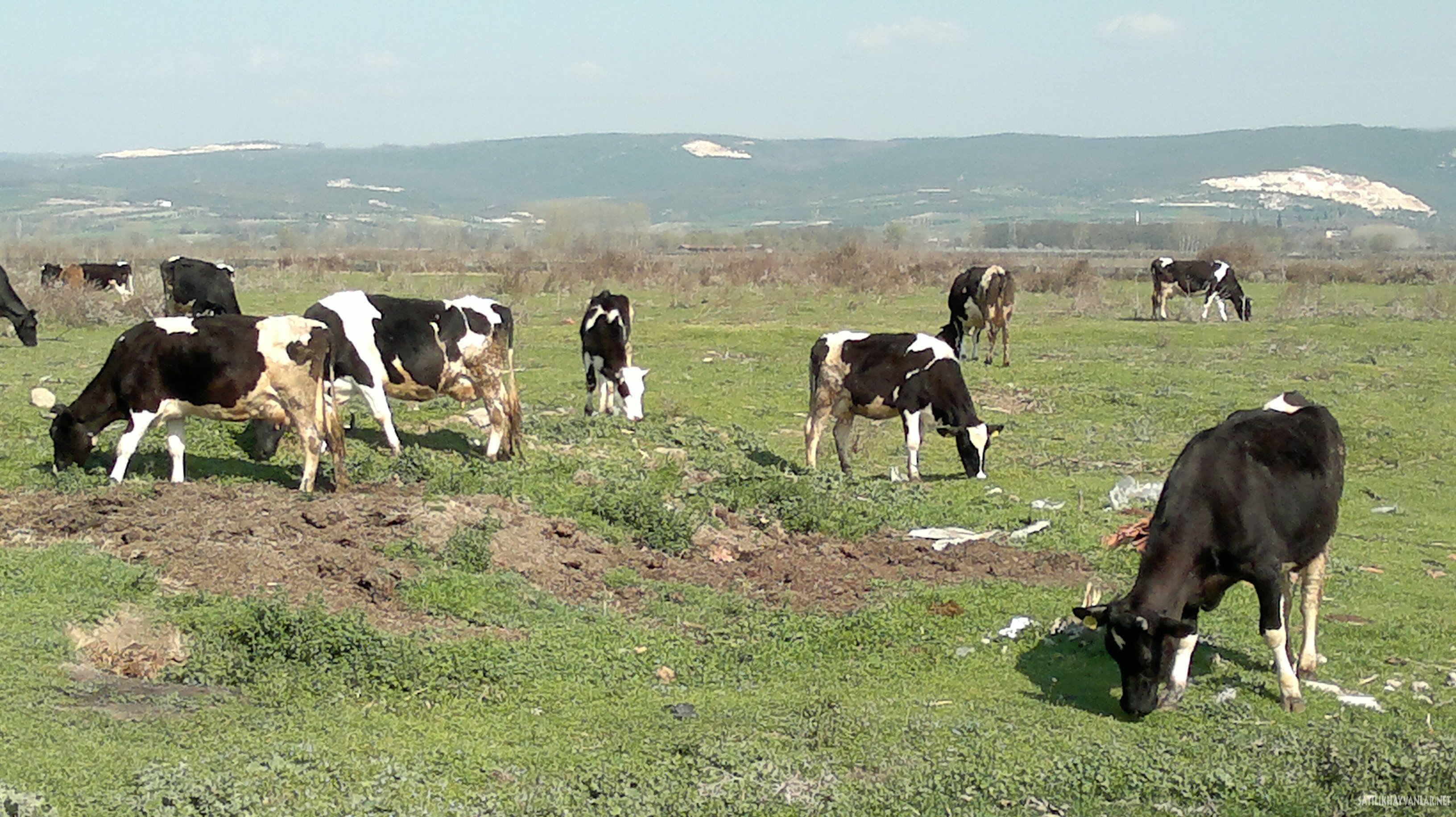 Kaybolan hayvanları Jandarma buldu