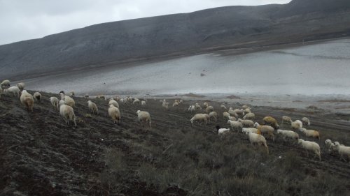 Meke Gölünde Koyunlar Otluyor