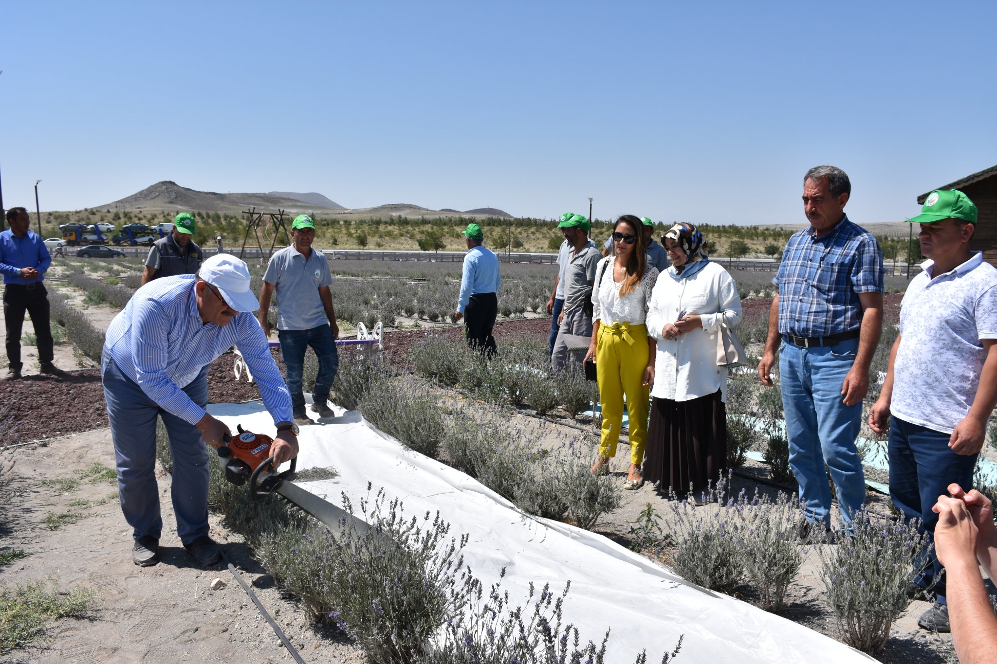 Lavanta hasadı yapıldı