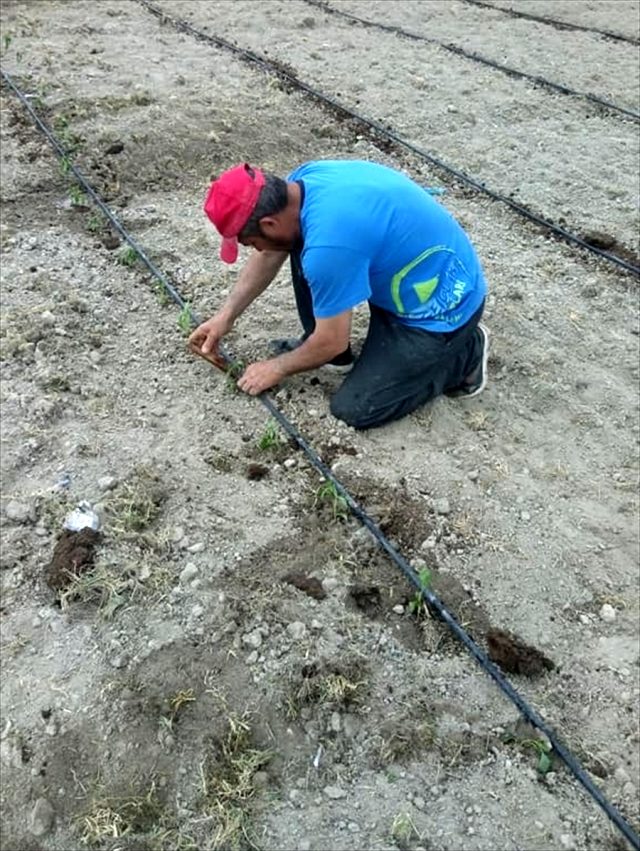 Çiftçi kısıtlamada da çalıştı