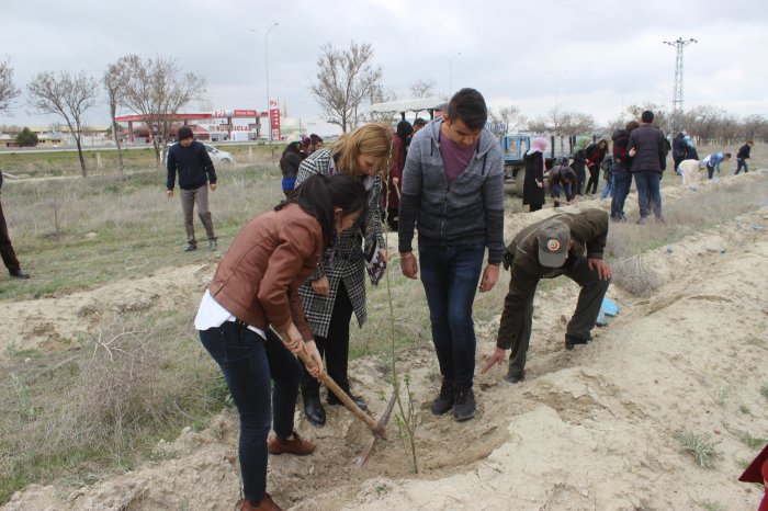 Şehitler ansına fidan dikidli