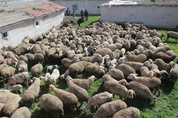 Baharda koyun kuzu buluşması