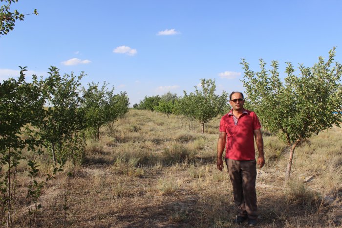 Sikayet ağaçları kurutacak