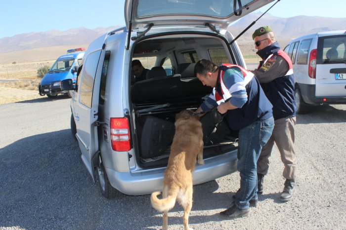 Jandamadan köpeki yol denetimi