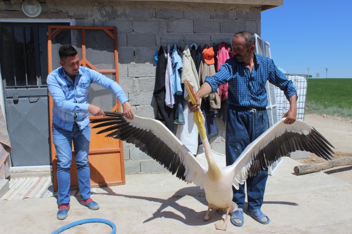 Yaralı pelikan tedavi edilecek