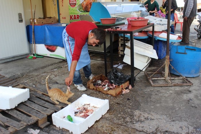 Kedinin ekmek mücadelesi