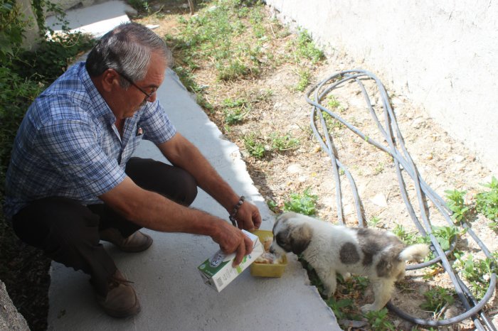 Yaralı köpek yavrusunu tedavi ettirdi