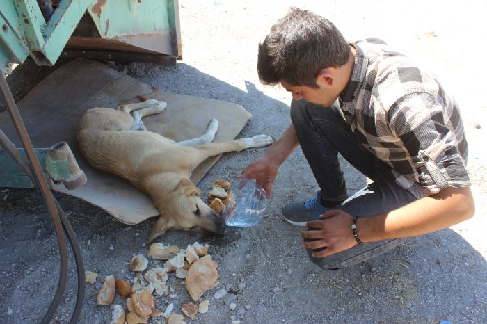 Otomobil Köpeğe çarpıp kaçtı