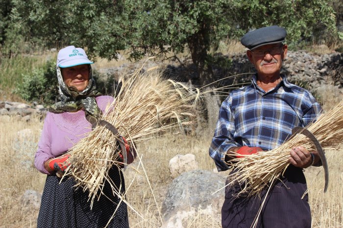 60 yıldır orakla ekin biçiyorlar