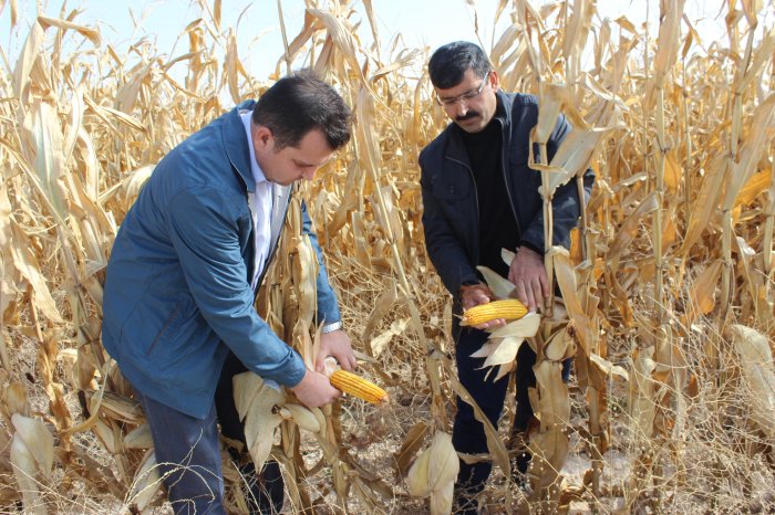 Mısır üretiminde Türkiye ortalamasını solladı