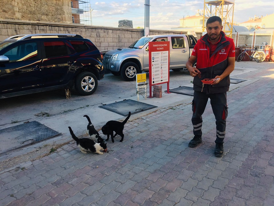 Akaryakıt istasyonunda 10 yıldır sokak kedisi besliyorlar