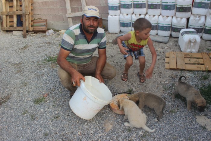 Yolda Bulduğu yavru köpekleri barınağa teslim etti