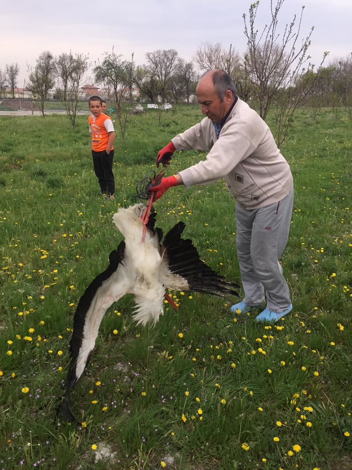 Yaralı Leylek tedavi altına alındı