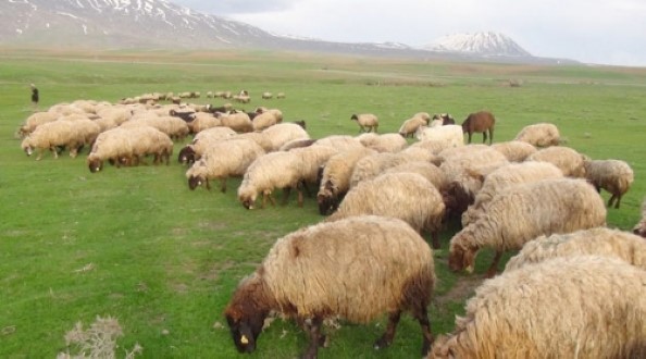 Koyun otlatırken hayatını kaybetti