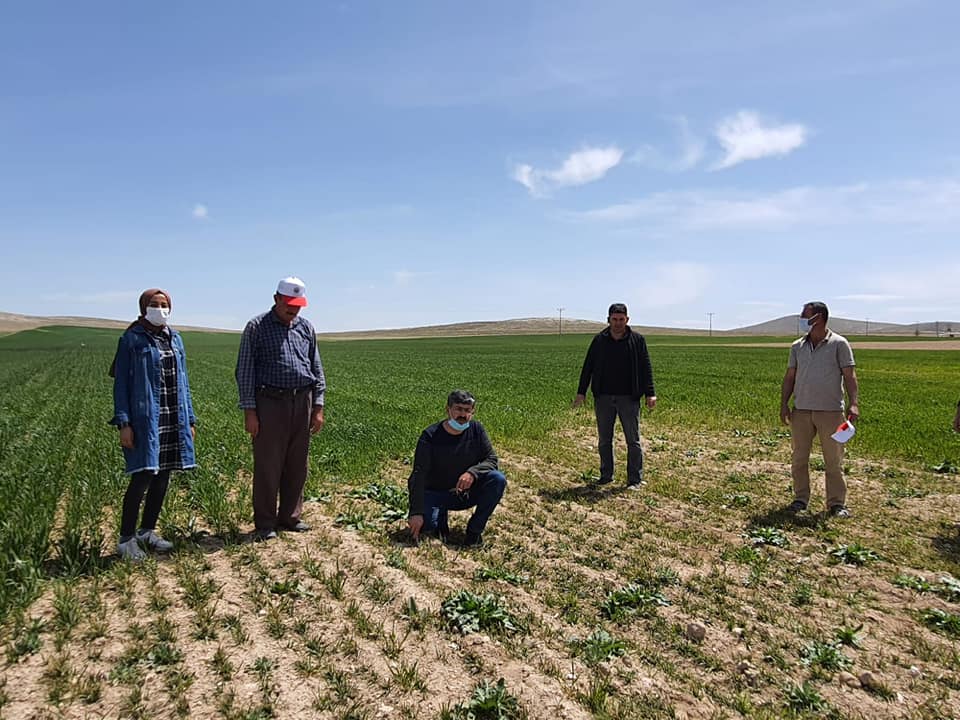 Arpa ve Buğday'da ki virüs araştırılıyor